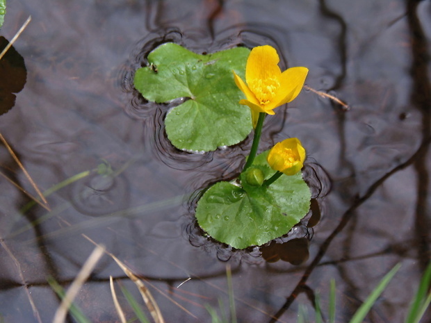 záružlie močiarne Caltha palustris L.