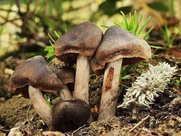 pavučinovec včasný Cortinarius vernus H. Lindstr. & Melot