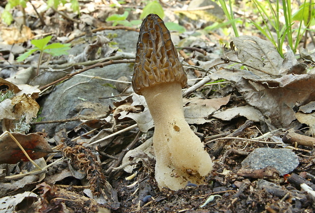 smrčok Morchella sp.