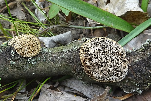 trúdnikovec srstnatý Trametes trogii Berk.