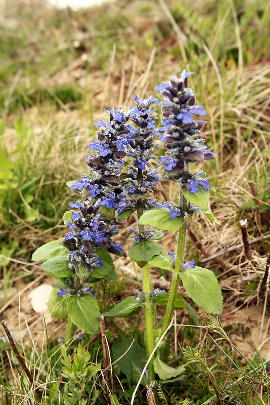 zbehovec ženevský Ajuga genevensis L.