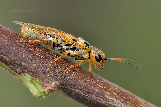 ploskanka Pamphilius sylvarum