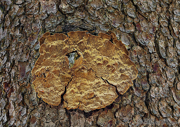ohňovec smrekový Phellinus chrysoloma (Fr.) Donk