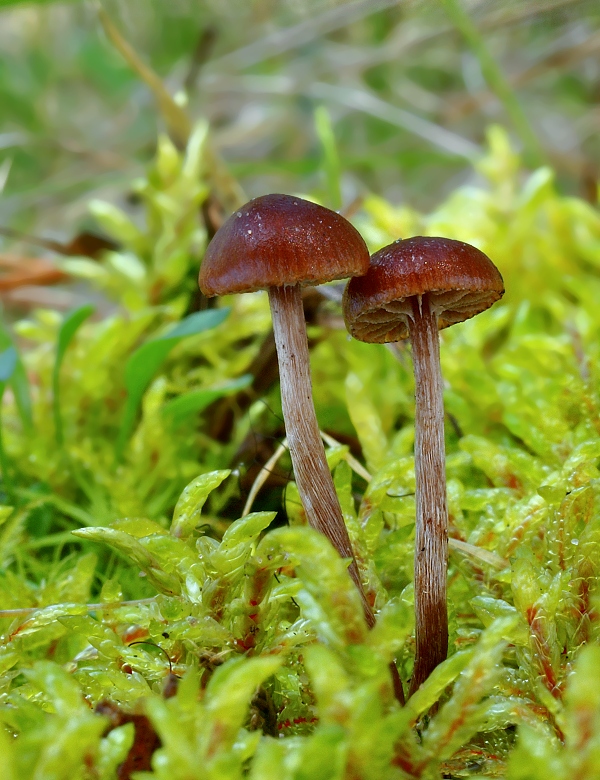 holohlavec tmavý Psilocybe montana (Pers.) P. Kumm.