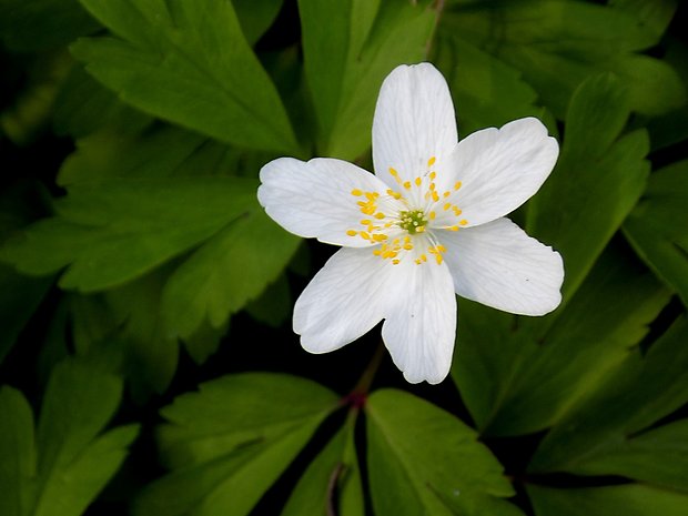 veternica hájna Anemone nemorosa L.