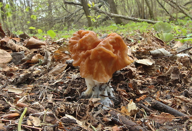 ušiak obrovský Gyromitra gigas (Krombh.) Cooke