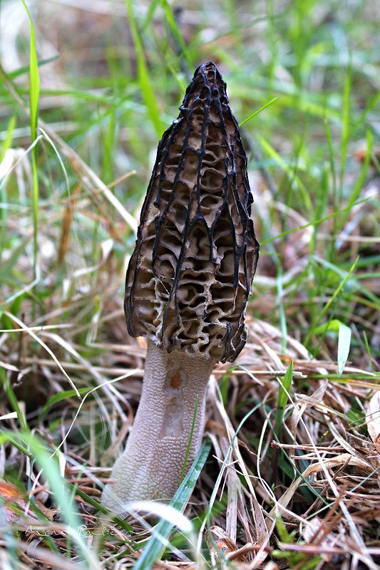 smrčok vysoký Morchella elata Fr.