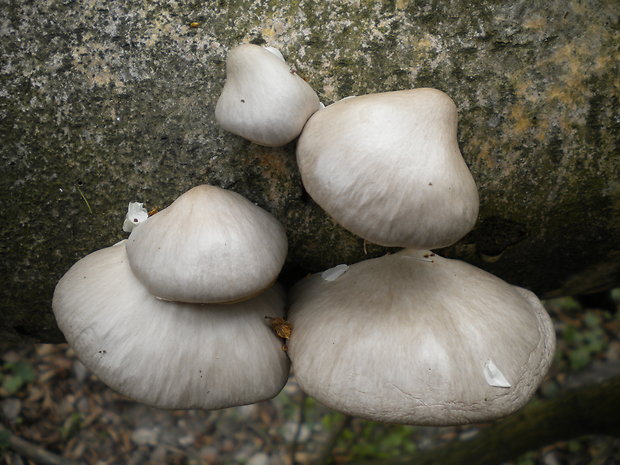 hliva závojová Pleurotus calyptratus (Lindblad ex Fr.) Sacc.