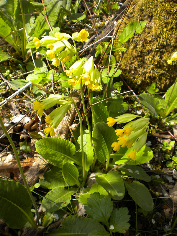 prvosienka jarná Primula veris L.