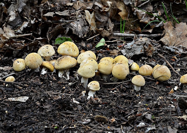 čírovnica májová Calocybe gambosa (Fr.) Donk