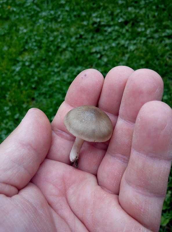 hodvábnica jarná Entoloma clypeatum (L.) P. Kumm.