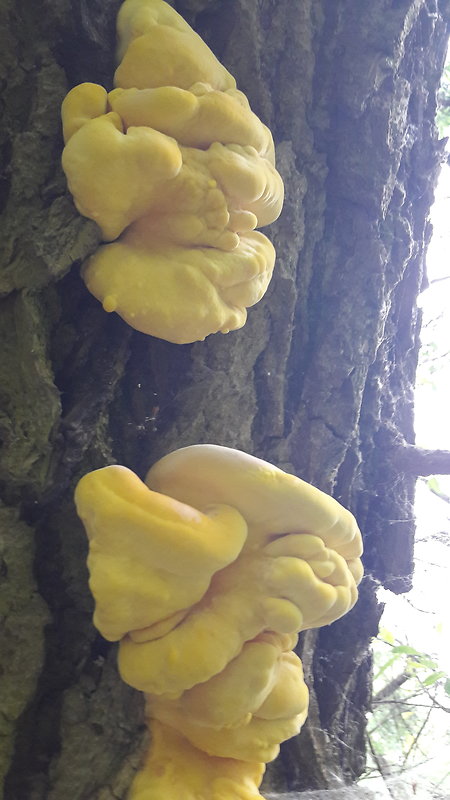 sírovec obyčajný Laetiporus sulphureus (Bull.) Murrill