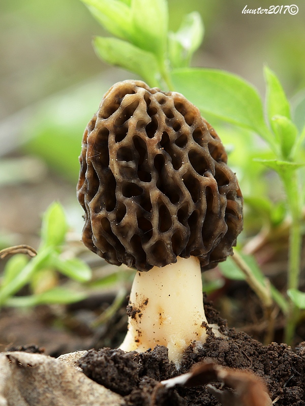 smrčok jedlý Morchella esculenta (L.) Pers.