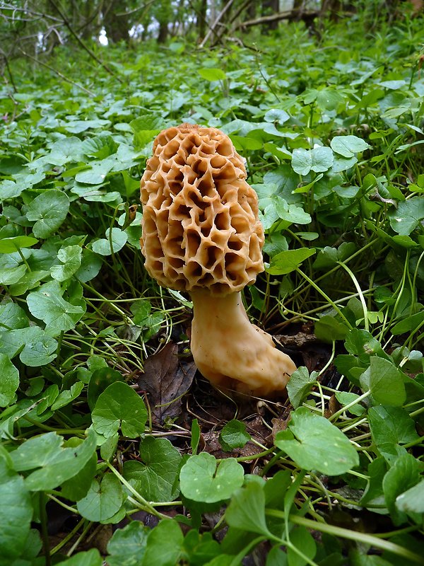 smrčok jedlý Morchella esculenta (L.) Pers.