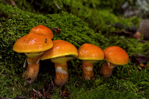 masliak smrekovcový Suillus grevillei (Klotzsch) Singer