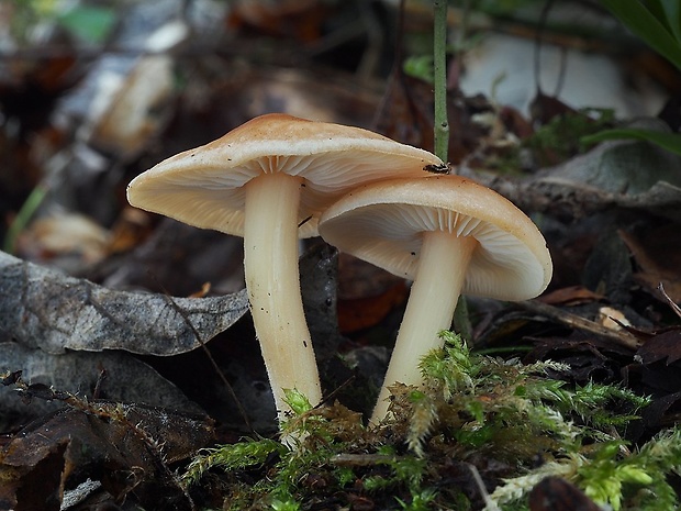 peniazovka huňatá Gymnopus hariolorum (Bull.) Antonín, Halling & Noordel.