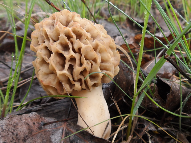 smrčok jedlý Morchella esculenta (L.) Pers.