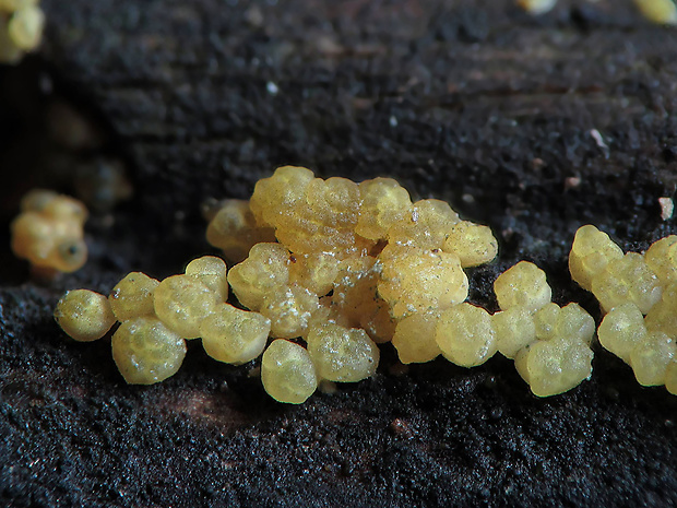 ponorenec Trichoderma sinuosum P. Chaverri & Samuels