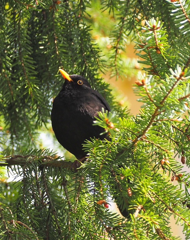 drozd čierny Turdus merula