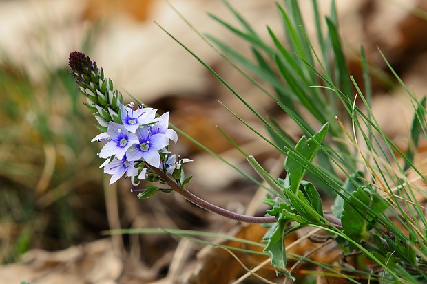 veronika rozprestretá Veronica prostrata L.