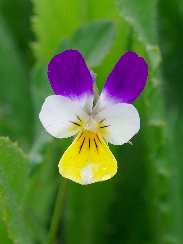 fialka roľná Viola arvensis Murray