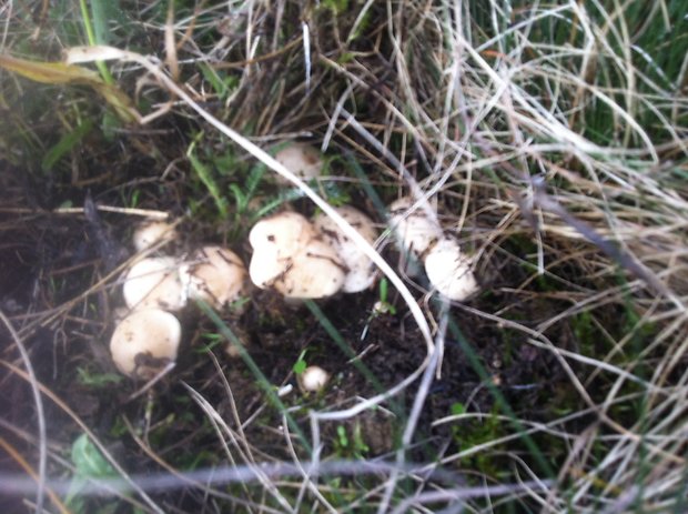 čírovnica májová Calocybe gambosa (Fr.) Donk