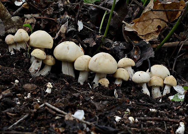 čírovnica májová Calocybe gambosa (Fr.) Donk