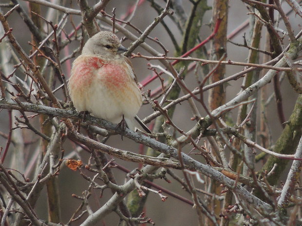 stehlík konopiar Carduelis canabina