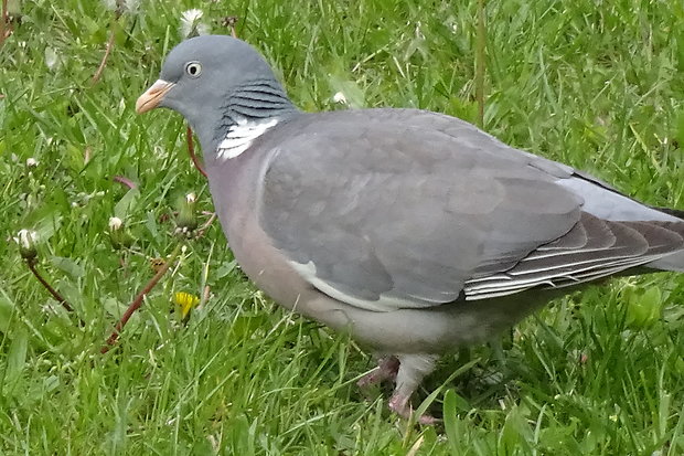 holub hrivnák  Columba palumbus