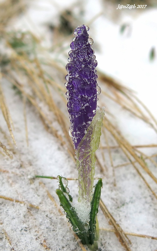 šafran karpatský Crocus heuffelianus Herb.