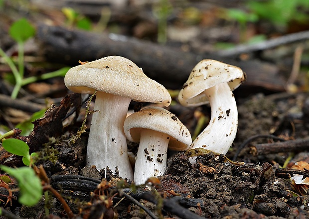 hodvábnica jarná Entoloma clypeatum (L.) P. Kumm.