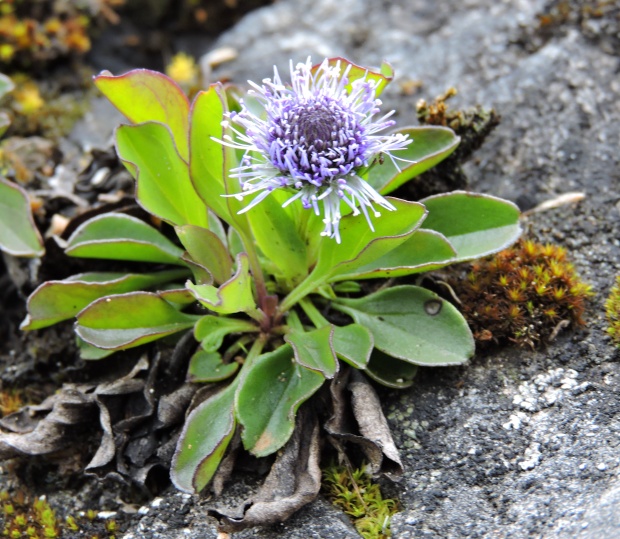 guľôčka bodkovaná Globularia punctata Lapeyr.