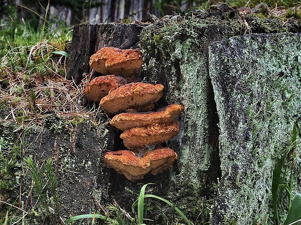 trámovka anízová Gloeophyllum odoratum (Wulfen) Imazeki