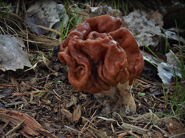 ušiak obrovský Gyromitra gigas (Krombh.) Cooke