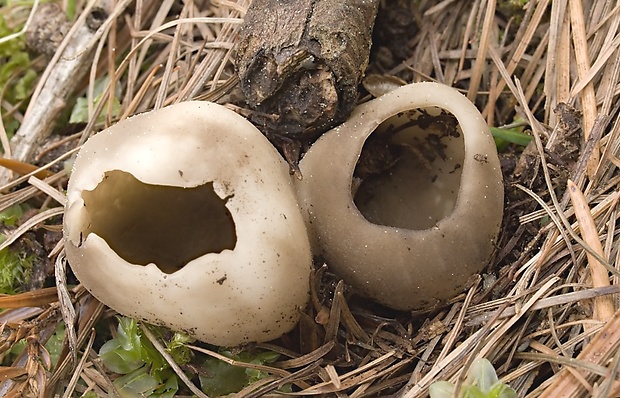 chriapač sosnový Helvella leucomelaena (Pers.) Nannf.