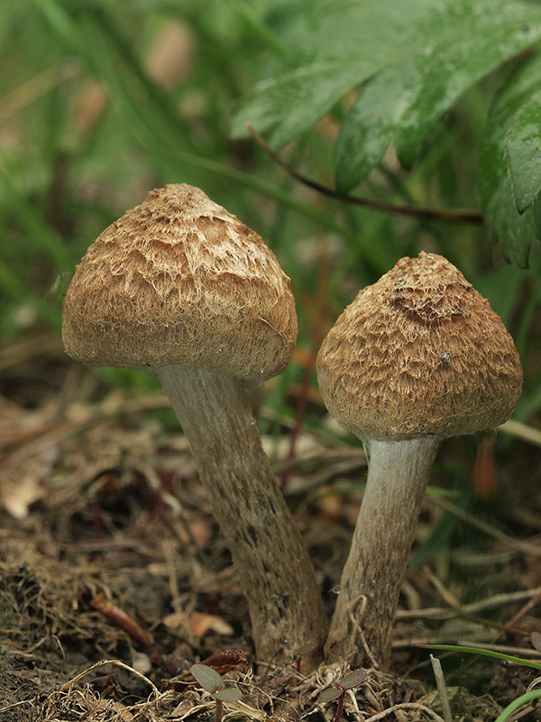 vláknica plstnatá Inocybe lacera (Fr.) P. Kumm.