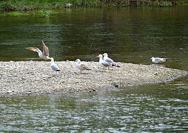 čajka bielohlavá Larus cachinnans