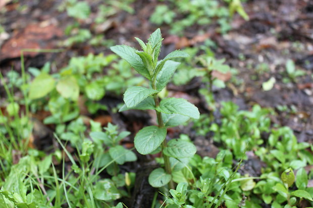 mäta dlholistá Mentha longifolia (L.) L.