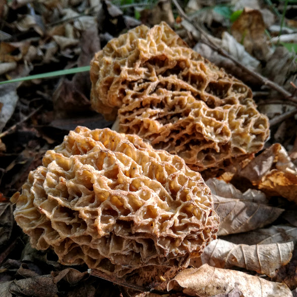 smrčok jedlý Morchella esculenta (L.) Pers.