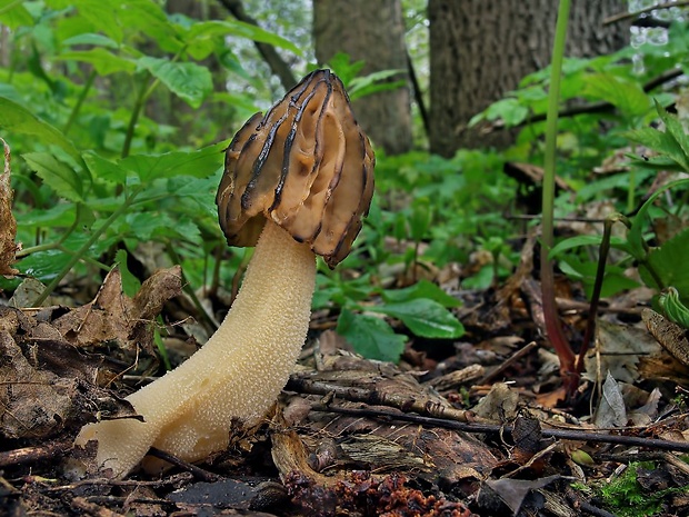 smrčok hybridný Morchella semilibera DC.