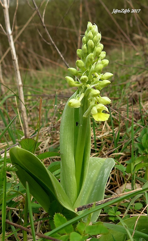 vstavač bledý Orchis pallens L.