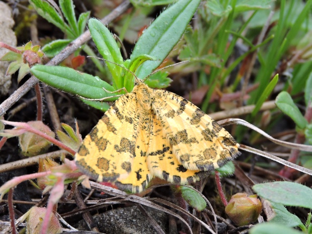 listnatka hluchavková Pseudopanthera macularia