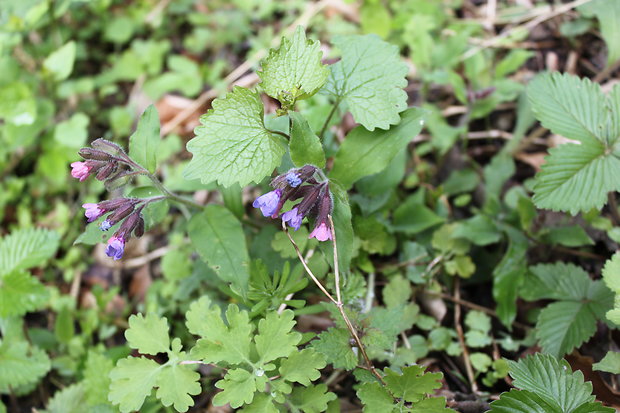 pľúcnik lekársky Pulmonaria officinalis L.