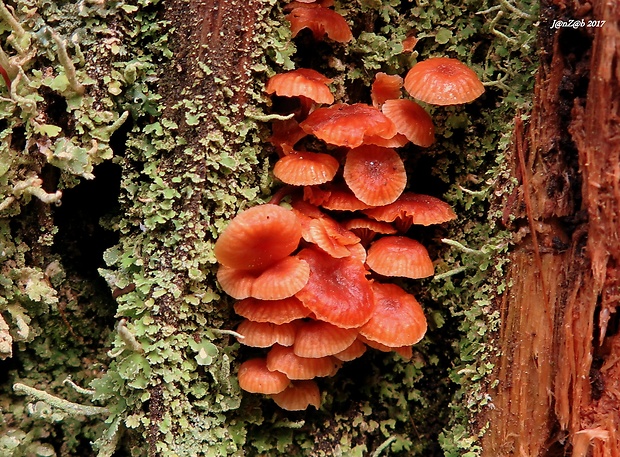 tanečnička zvončekovitá Xeromphalina campanella (Batsch) Maire