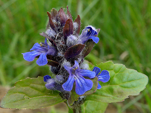 zbehovec plazivý Ajuga reptans L.