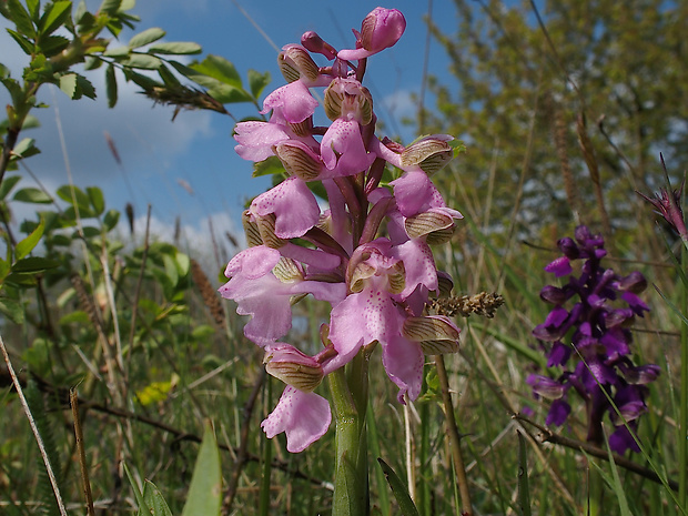 červenohlav obyčajný Anacamptis morio (L.) R. M. Bateman, A. M. Pringeon & M. W. Chase