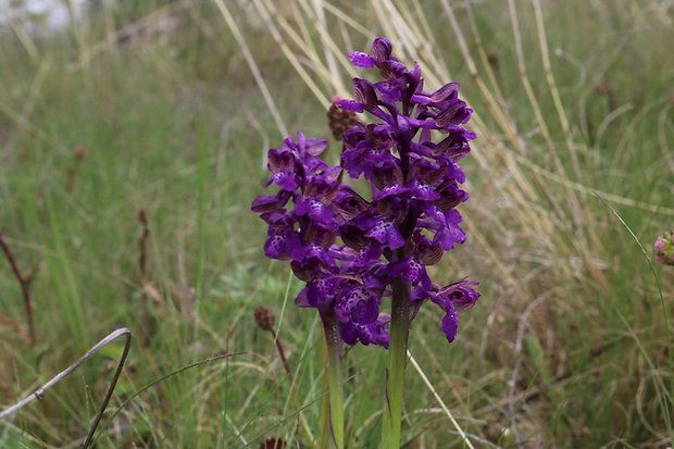 červenohlav obyčajný Anacamptis morio (L.) R. M. Bateman, A. M. Pringeon & M. W. Chase