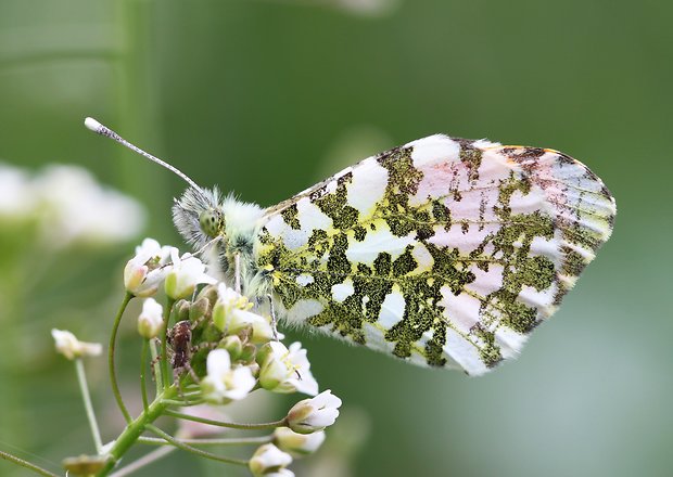 mlynárik žeruchový Anthocharis cardamines