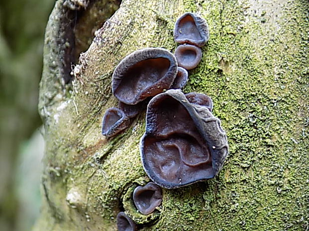 uchovec bazový Auricularia auricula-judae (Bull.) Quél.