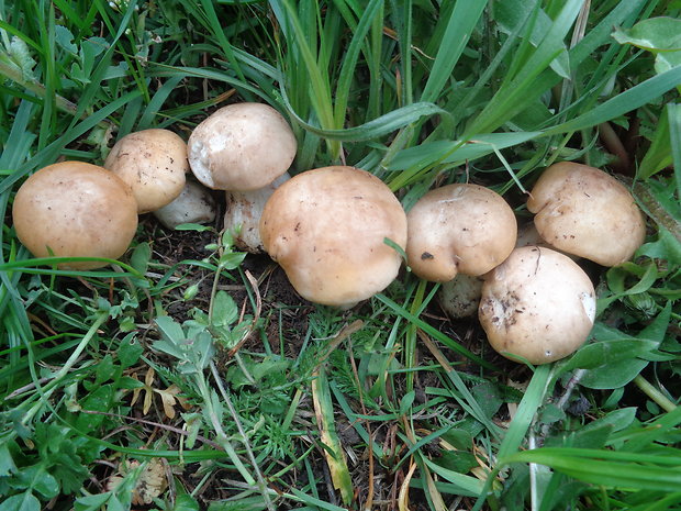 čírovnica májová Calocybe gambosa (Fr.) Donk